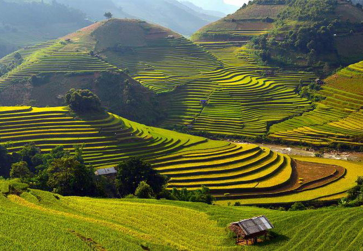 Sapa in Its Golden Season – When Vietnam’s Northwest Turns to Gold